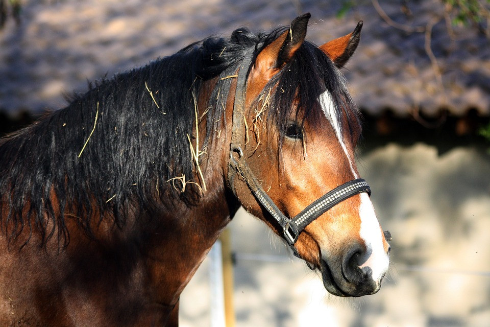 Как подобрать лошадь. Лошадь в профиль. Лошадь фото рисунок. Лошадь коричневая и черная. Лошадь портретное фото.