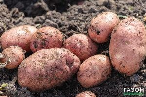 Калия побольше и гребень повыше: учёная НовГУ рассказала, как в Новгороде вырастить небывалый урожай картошки