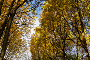  Фоторепортаж: «Янтарный лик уходящего солнца»