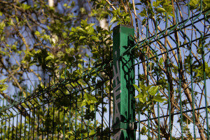 Фоторепортаж: «Пока горит зелёный свет...»